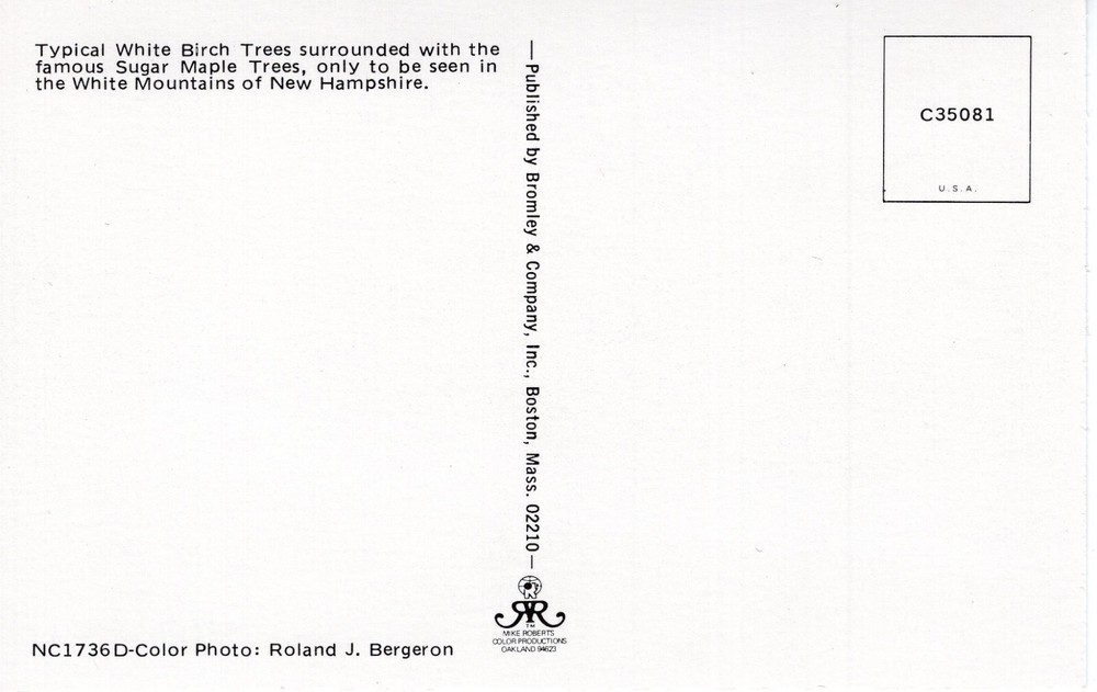 TYPICAL WHITE BIRCH TREES, WHITE MOUNTAINS, N.H. - PC2266