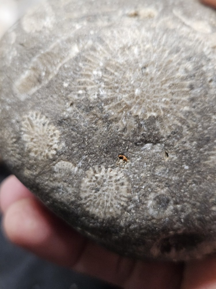 Fossilized Shell Concretion Specimen (14.8oz)