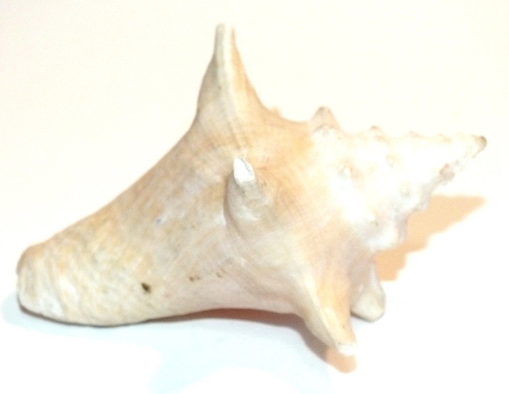 Vintage Conch Shell Seashell Shells Small Beautiful Pink Interior Natural S53