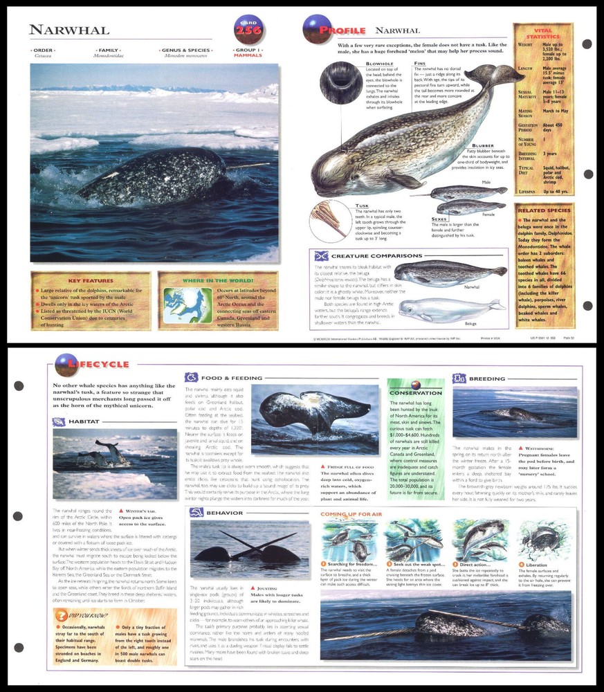 Fold-Out Sheet - Narwhal - 256