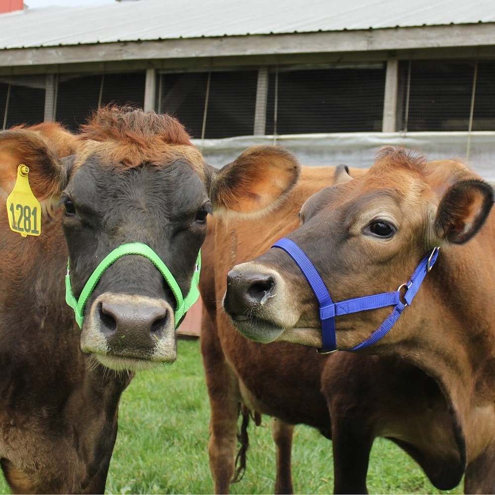 Durable Adjustable Nylon Cattle Halter For All Breeds Multiple Colors Available