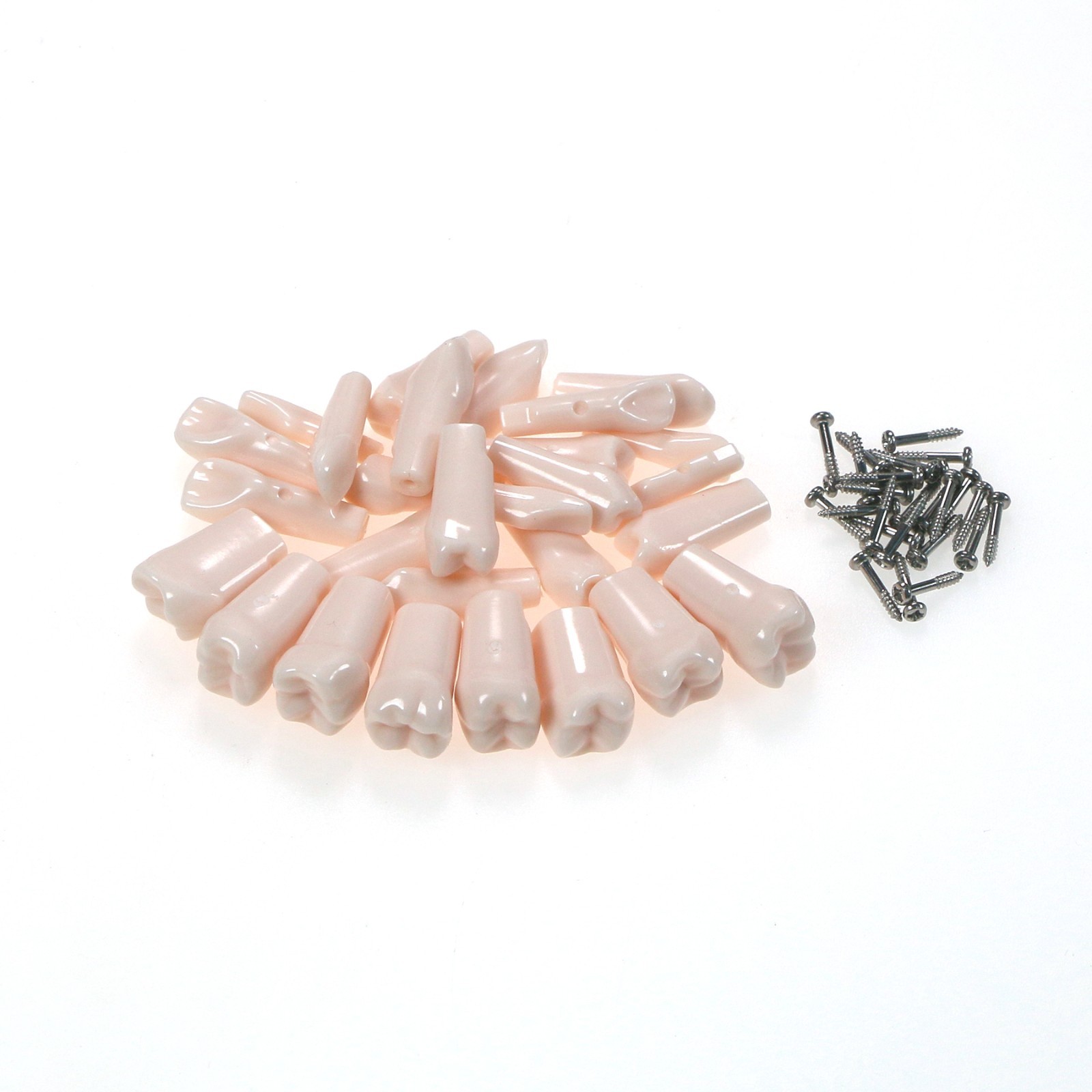 Dental Typodont Replacement Teeth Screw-in Model fit Kilgore NISSIN 200/500 Type