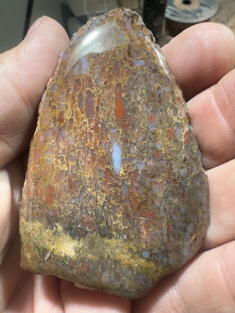 Dinosaur bone rough **hxtled  end cut