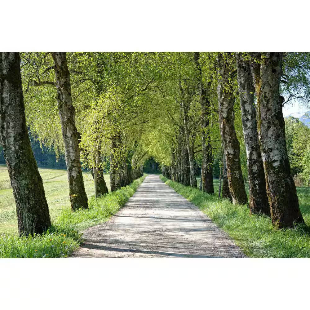 Weeping White Birch Tree Bare Root