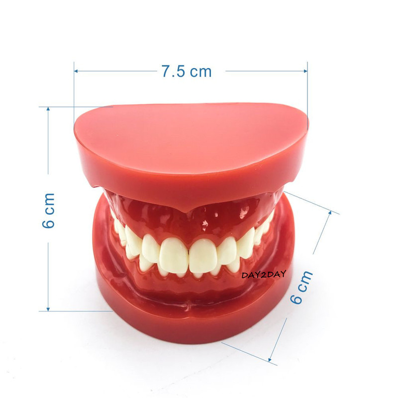 Teeth Model Typodont Demonstration Adult Standard Model Dental Study Model