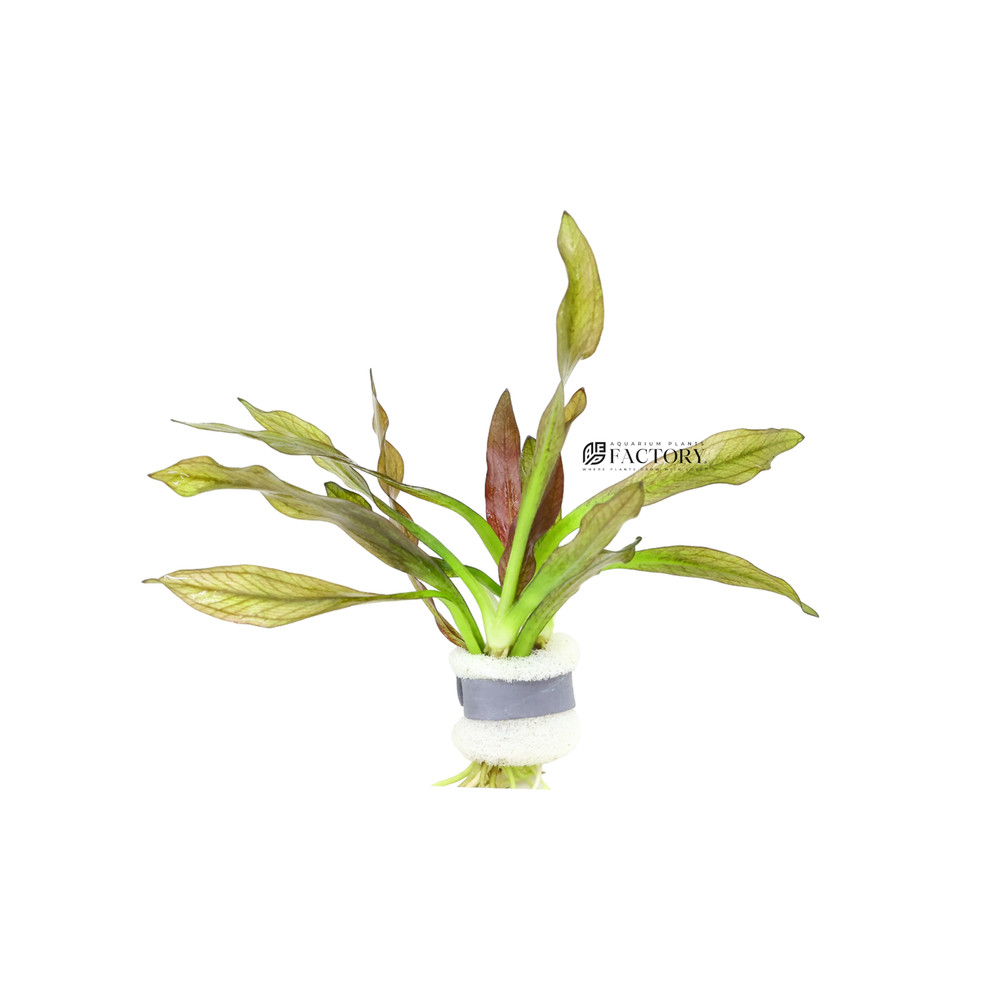 Pink Amazon Sword | Aquarium Plants Factory®
