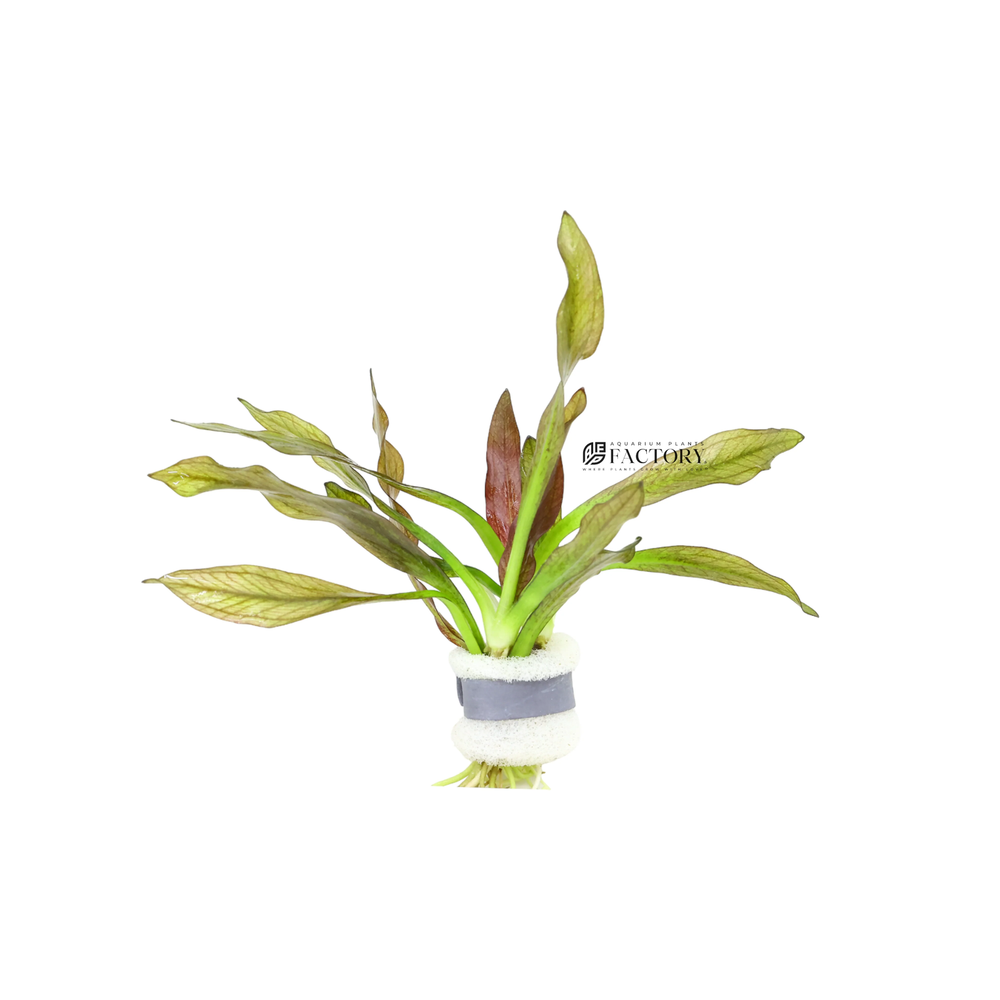 Pink Amazon Sword | Aquarium Plants Factory®