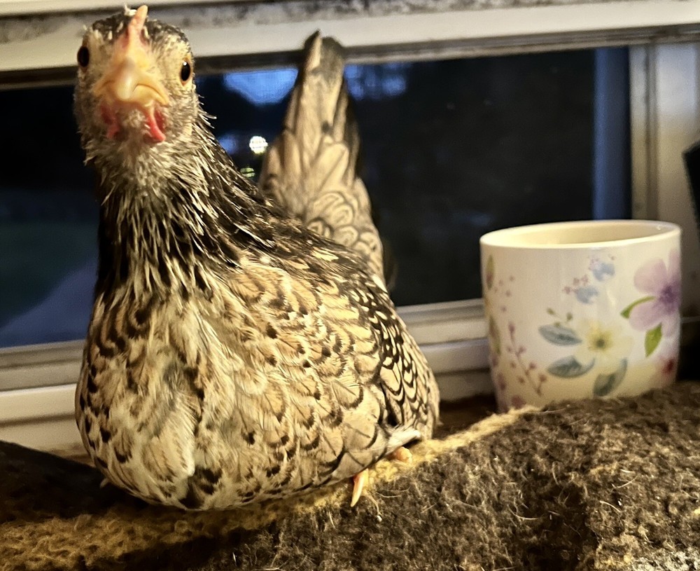 4+2 Extra🐣 💯 PURE Serama Hatching Eggs ❣ **assortment (Hen's Choice)***￼