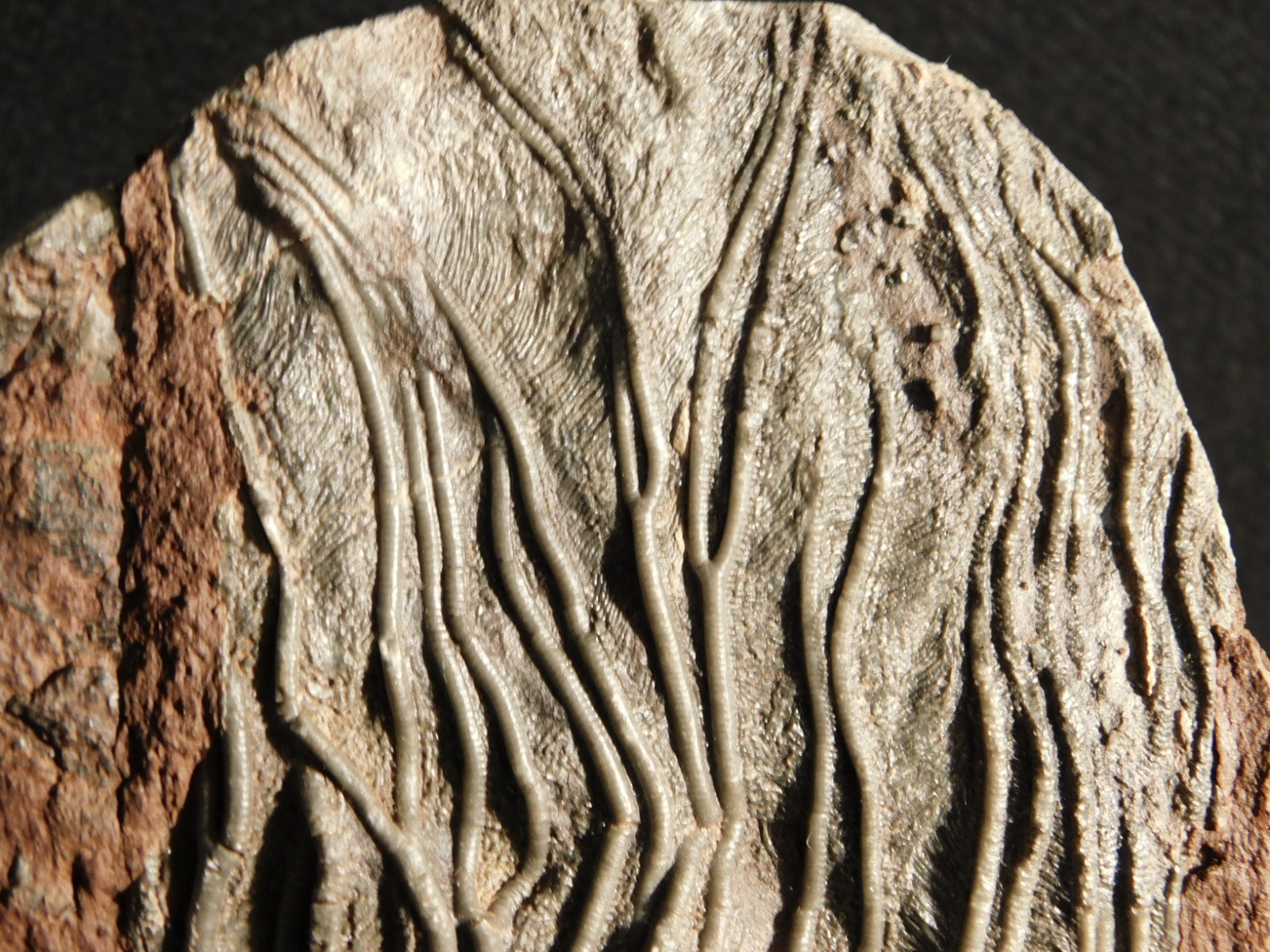 LARGER! 430 Million Year Old! CRINOID Fossil or Sea LILY Fossil Morocco 1133gr