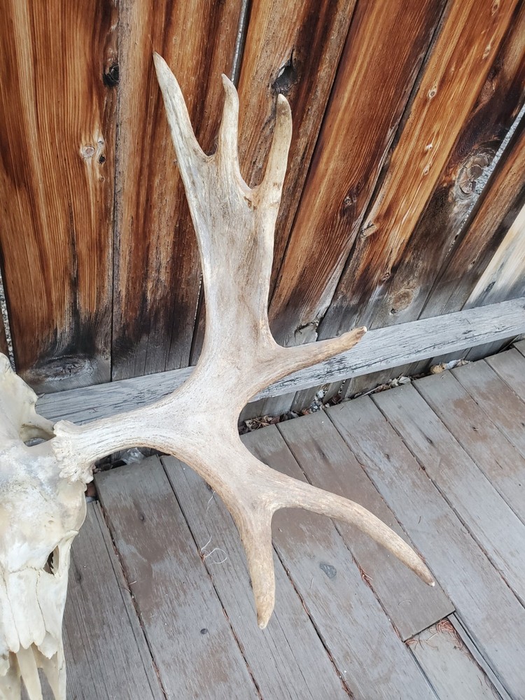 Shiras Moose European Mount