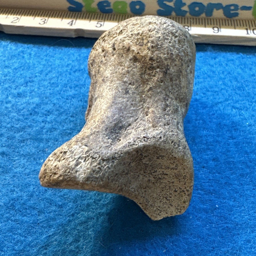 Cave Bear Ursus Spelaeus Joint Bone Fossil in Display Case