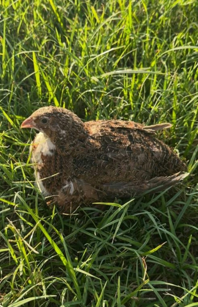 18+ Assorted Rare/Celadon Blue Mix Coturnix Quail Hatching Eggs