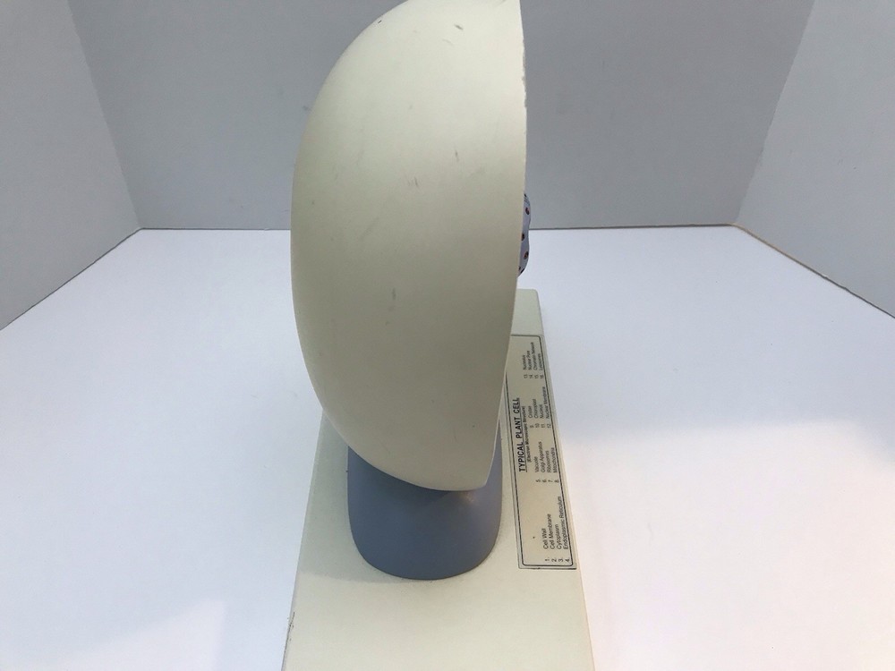 Eisco Labs Plant Cell Model Electron Microscope Structure Science Display Class