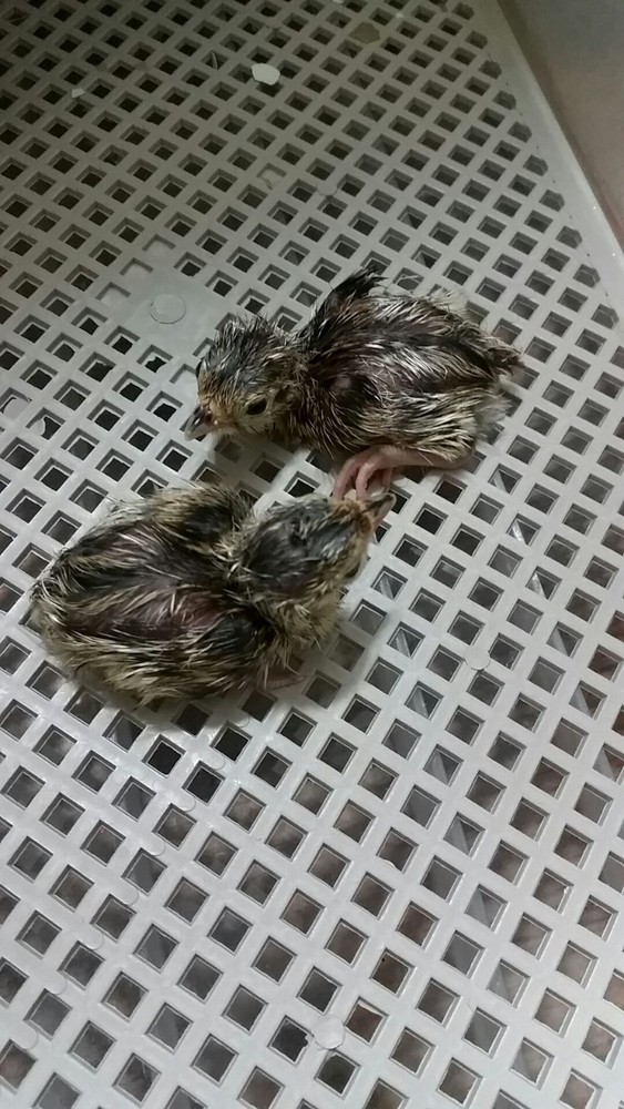 Chukar Partridge Hatching Eggs 6 Total