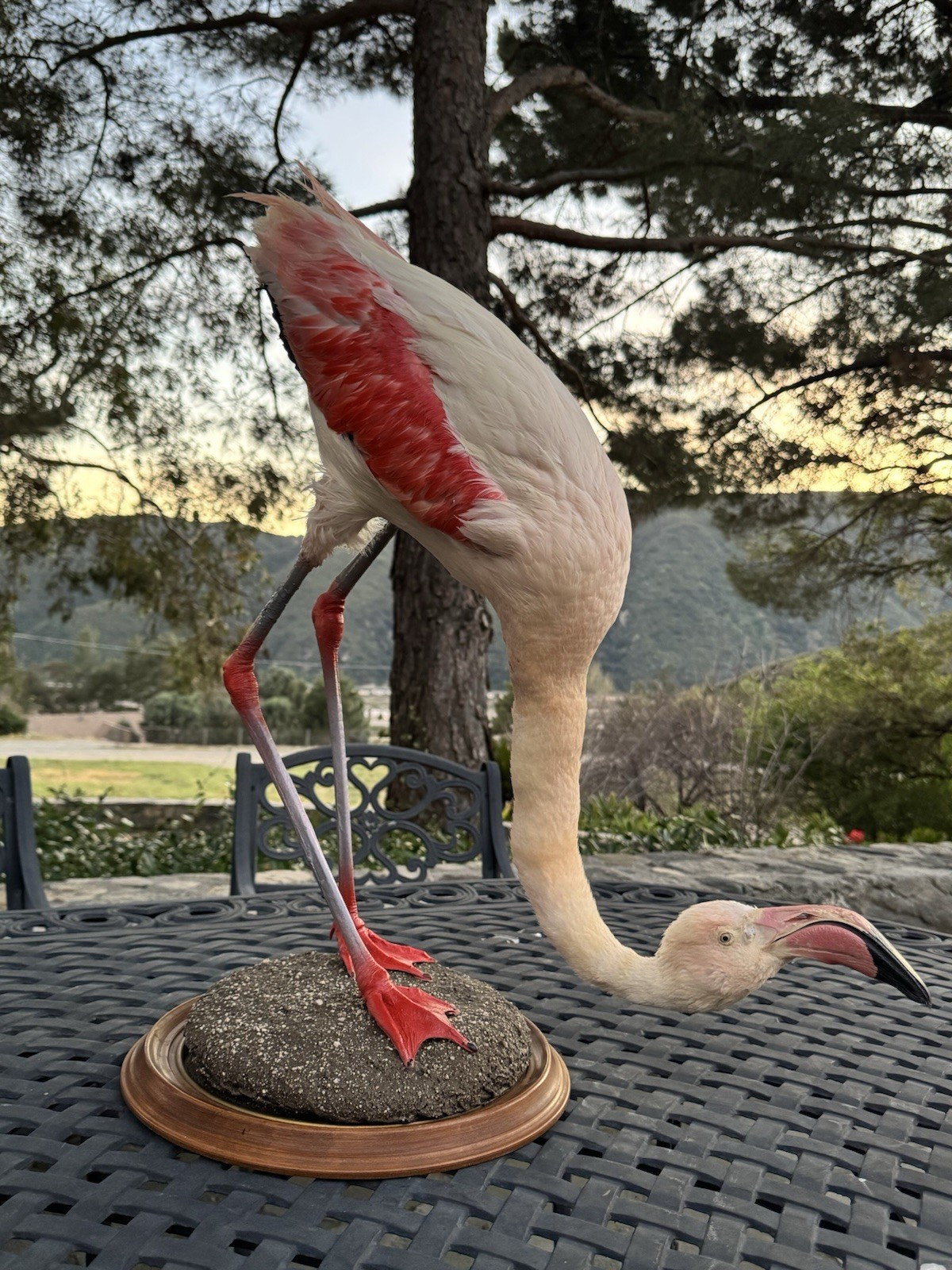 FHDARI2 - Chilean Flamingo Museum quality Taxidermy mount bird