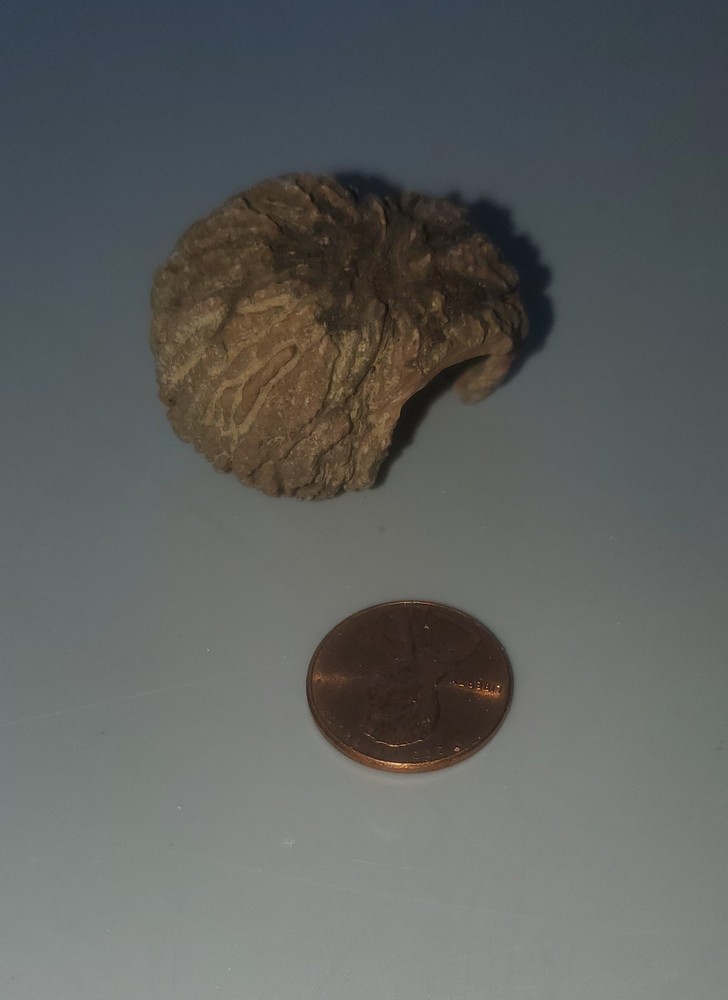 Fossilized Walnut Shell Mississipian Period