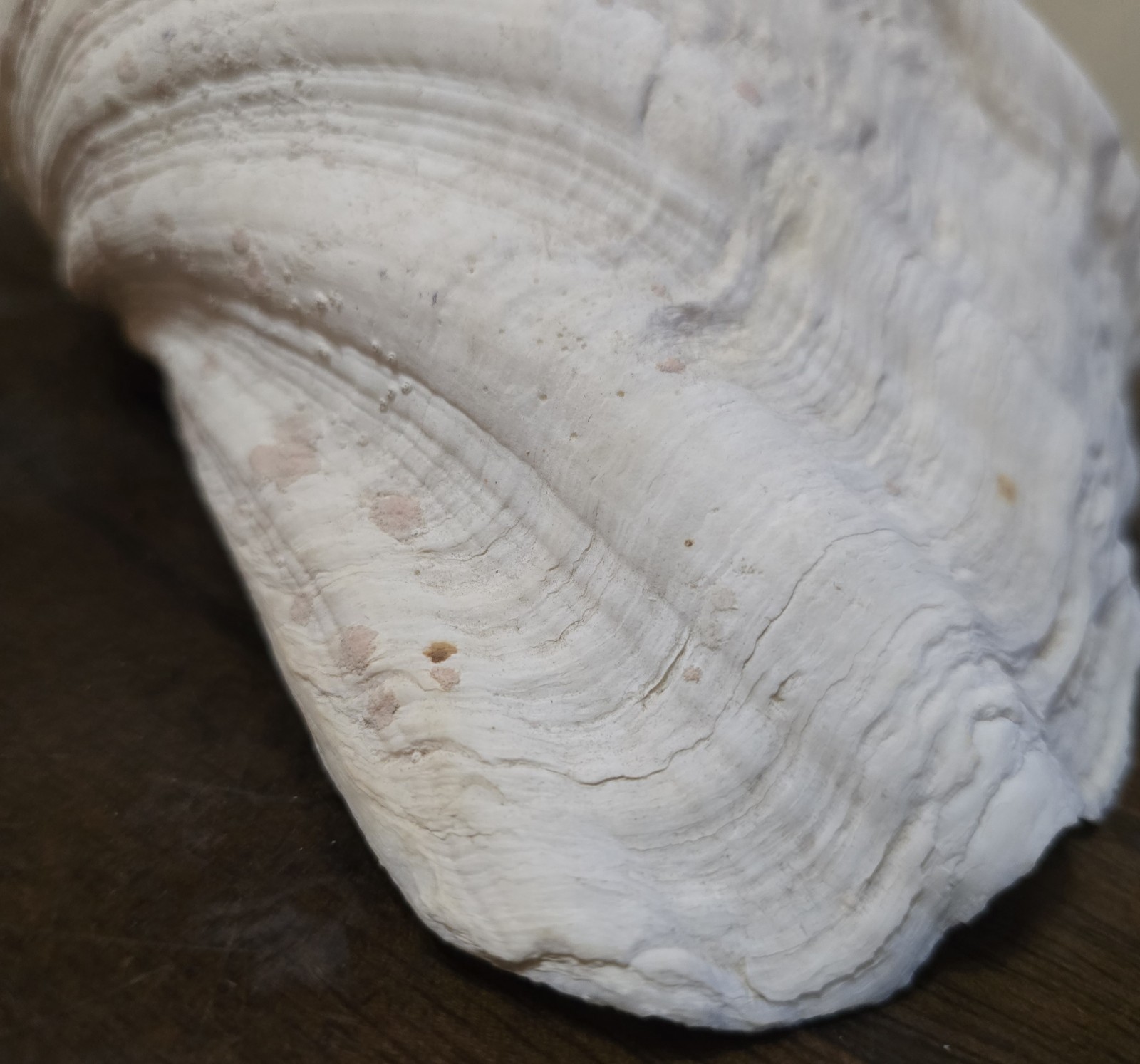 10" Natural Giant Clam Shell Tridacna Gigas Seashell Nautical Decor Beach House