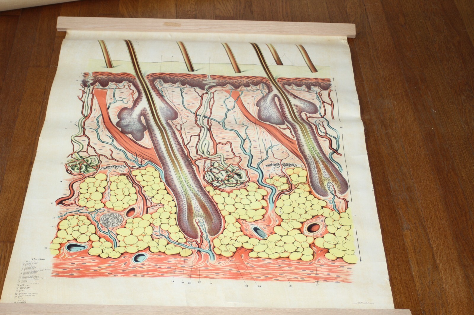 Rare Vintage 1940’s Scientific Medical Classroom Canvas Poster Chart of Skin