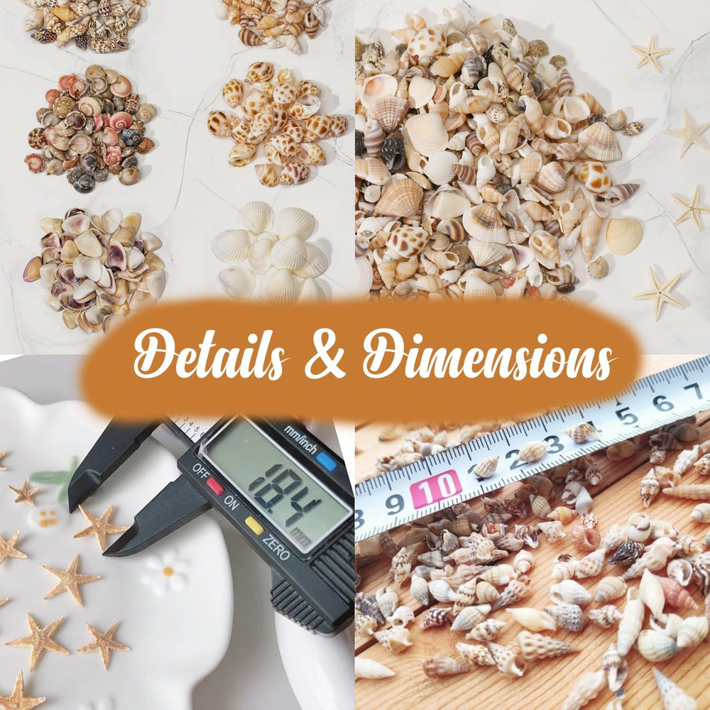 1200 PCS Natural Seashells, Tiny sea Shells & Small Starfish for Decorations, M