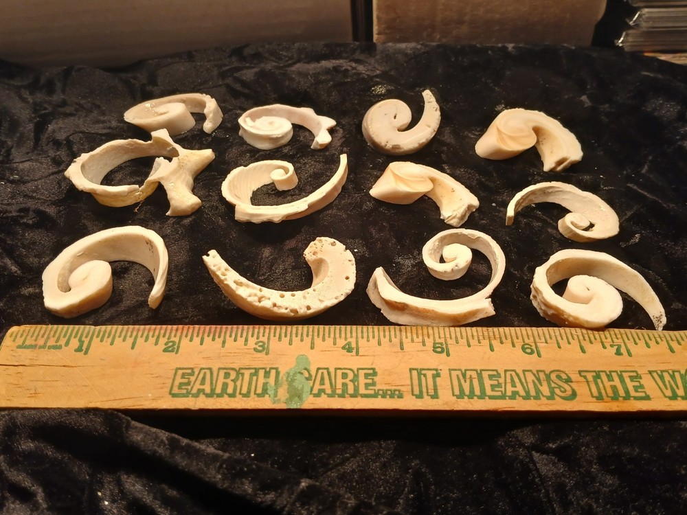 Shell Spiral Slices Lot