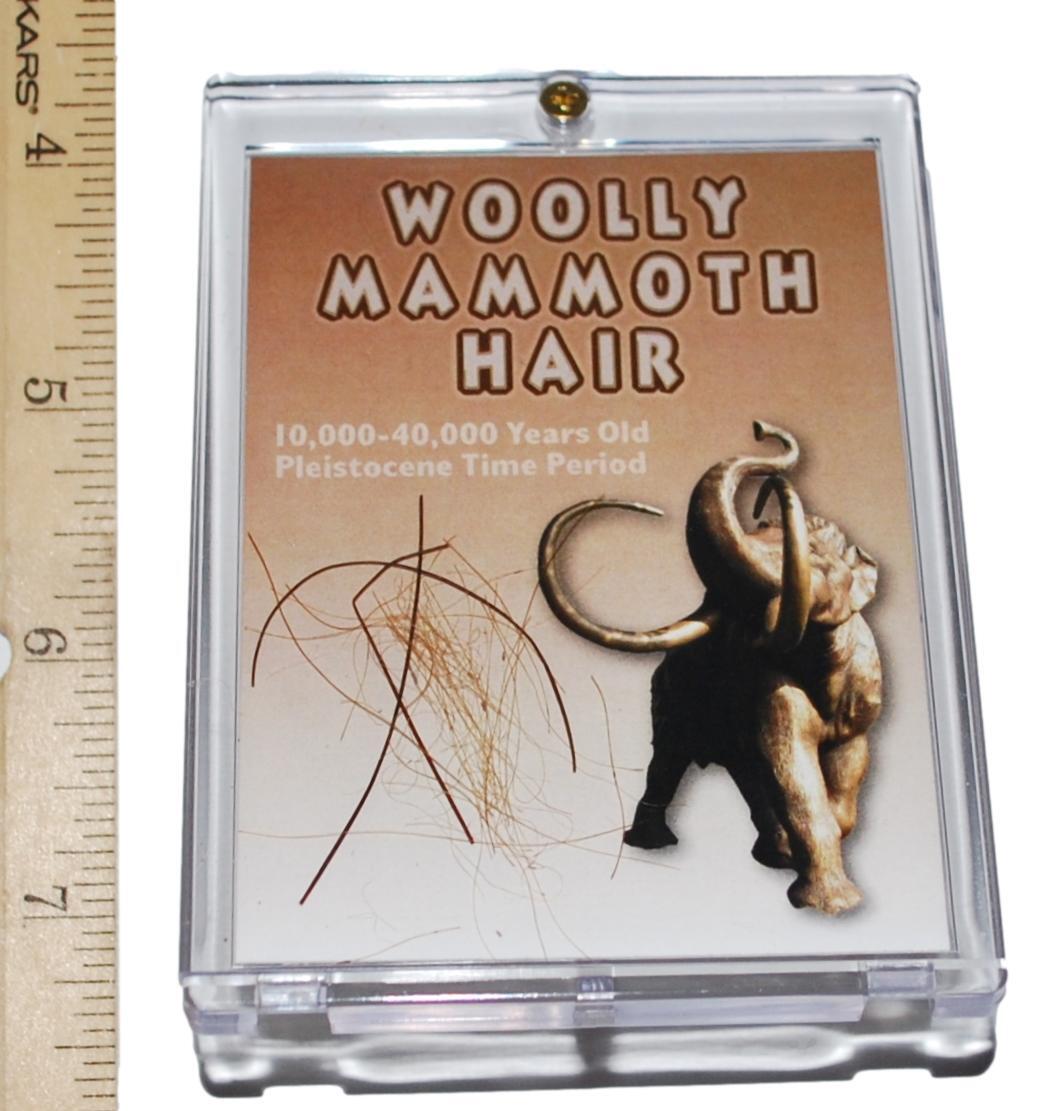 Woolly Mammoth Genuine Hair w/ COA for Fossil Collectors