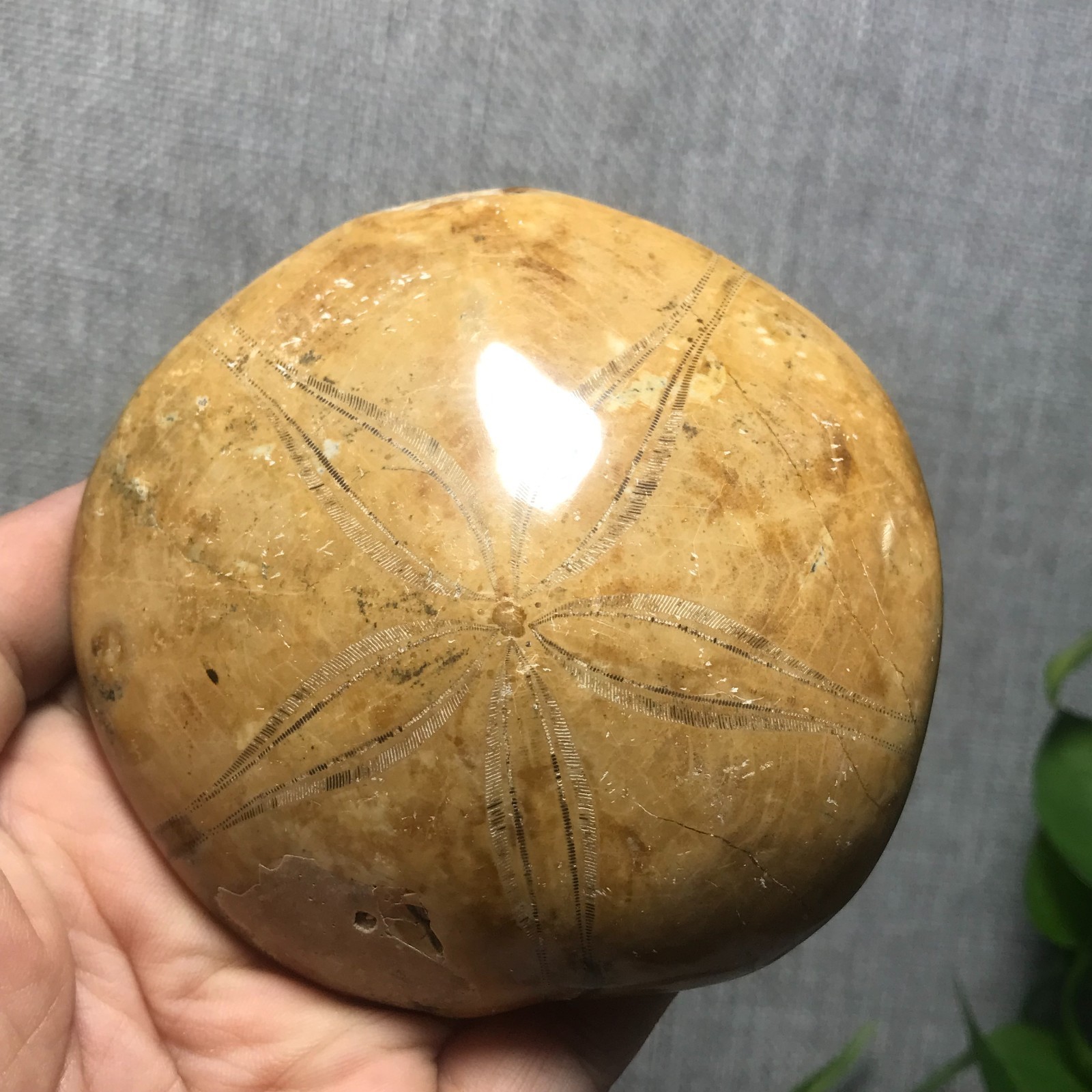 207g Starfish Crystal Specimen 16