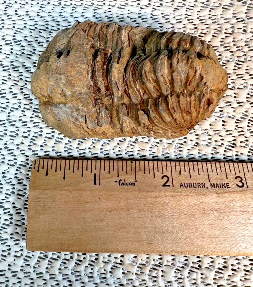 Fossilized Trilobite from Morocco. 72 grams