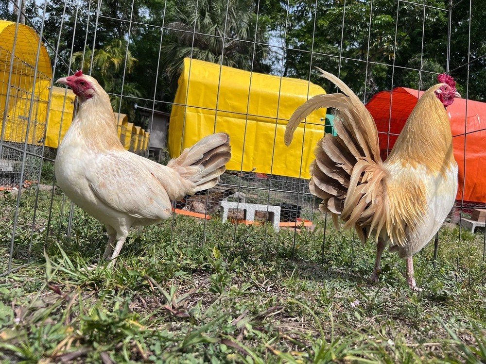 6 Plus Hatching Eggs