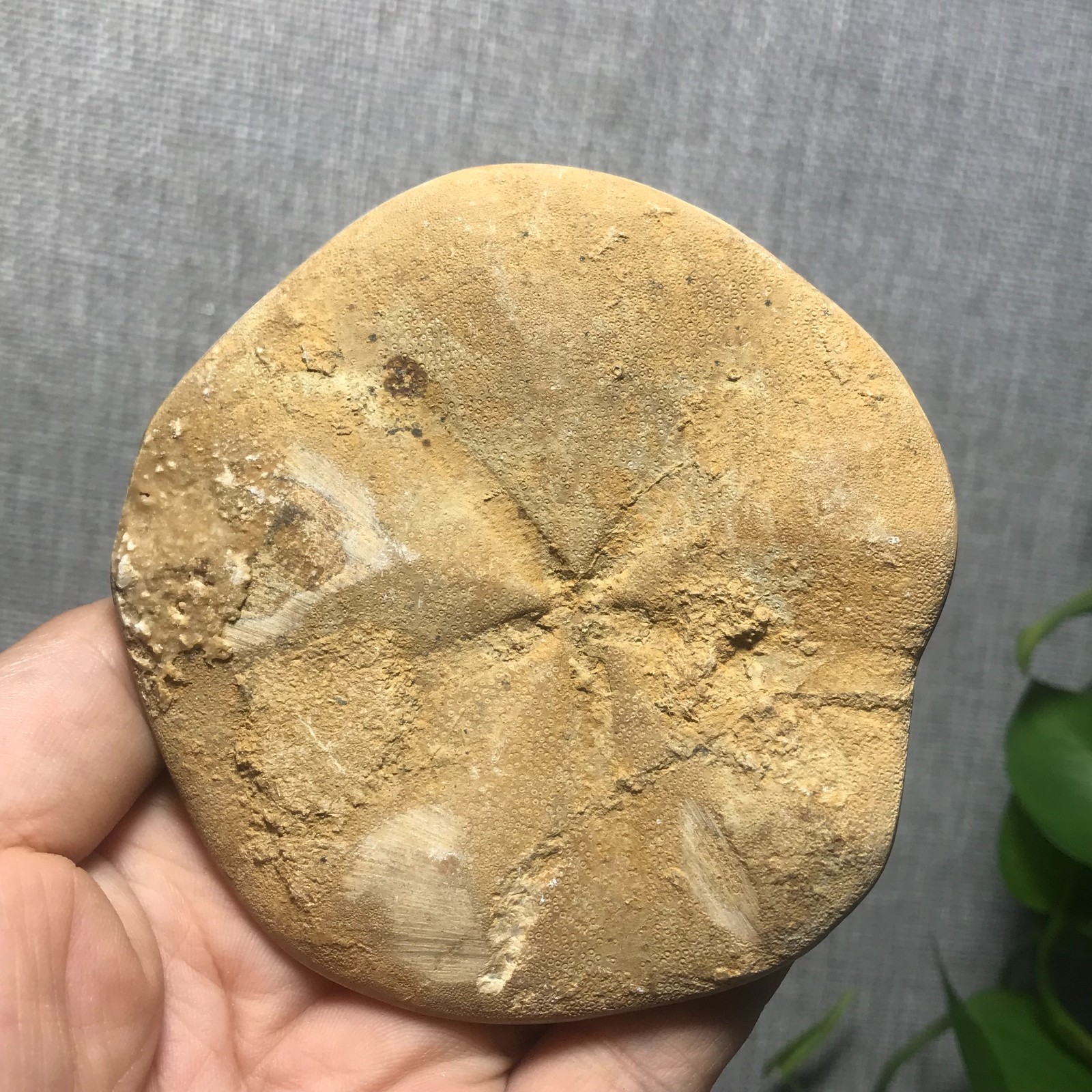 207g Starfish Crystal Specimen 16