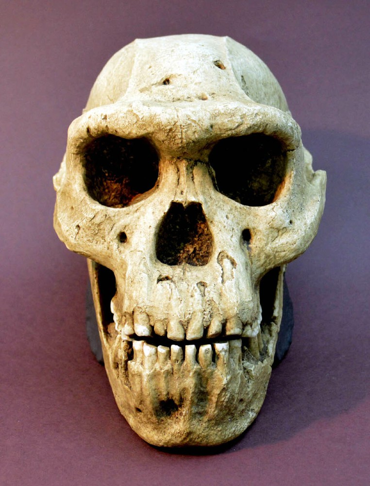 Dmanisi Skull 5 Replica
