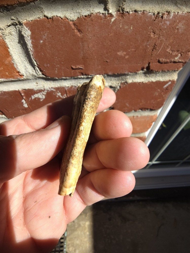 Horse Tooth
