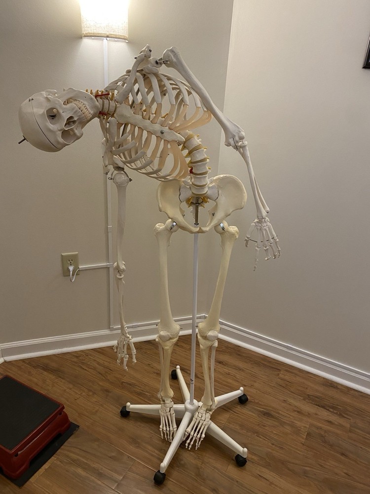 Fred The Flexible Skeleton Anatomical Model