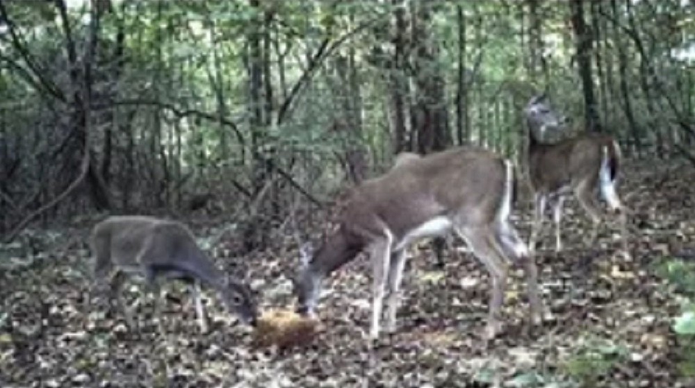 Deer Block 20lb,FREE SHIPPING