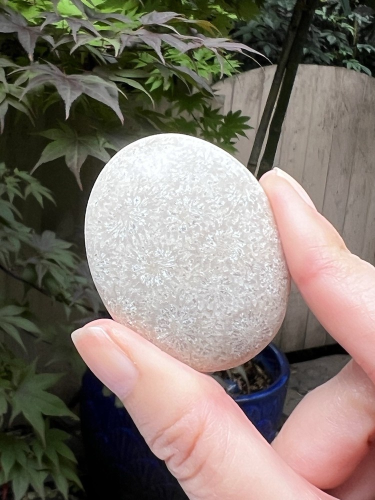 Fossilized Coral Crystal Palmstone AAA+ 7