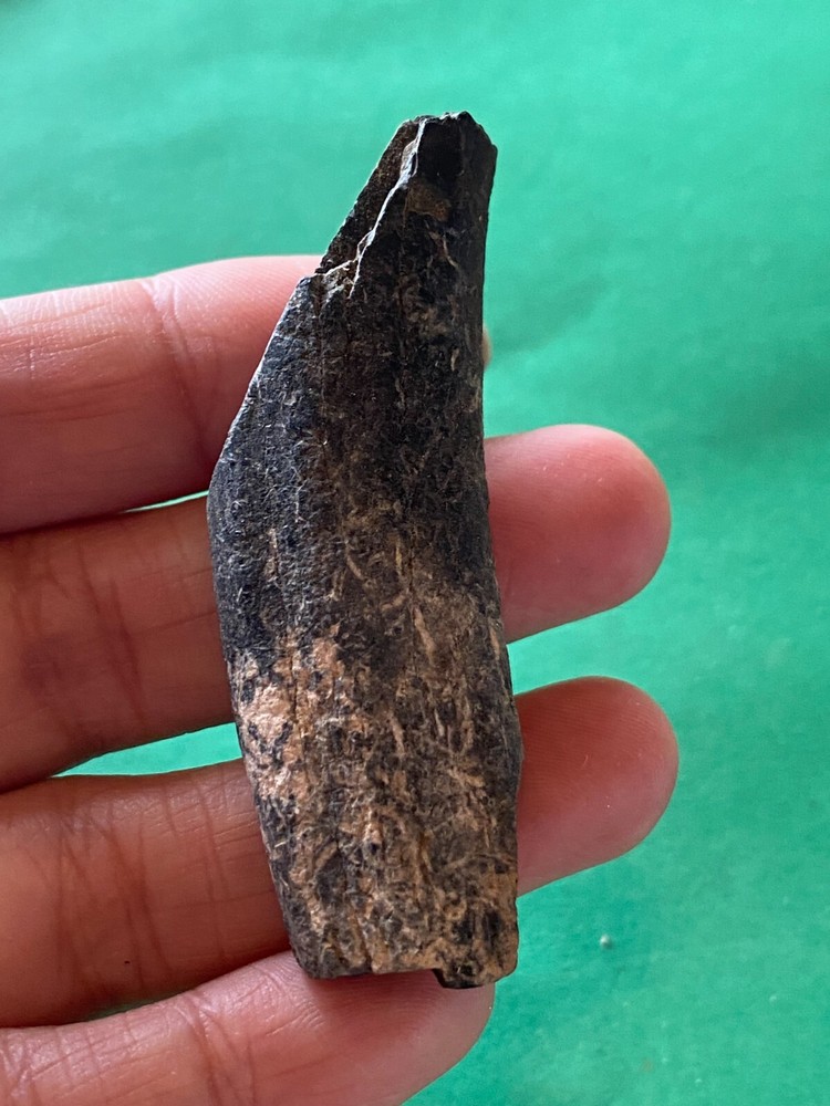 Paramylodon harlani ? ground sloth teeth from Pleistocene Florida