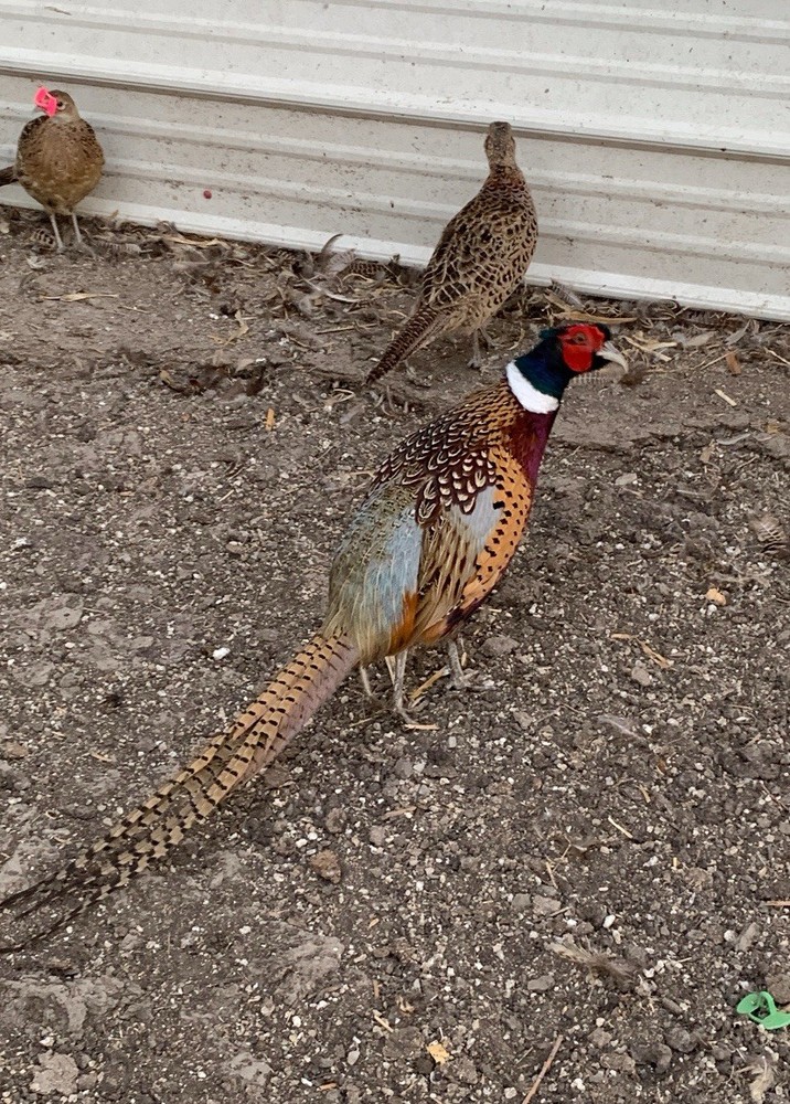 50+ Ringneck Pheasant Eggs