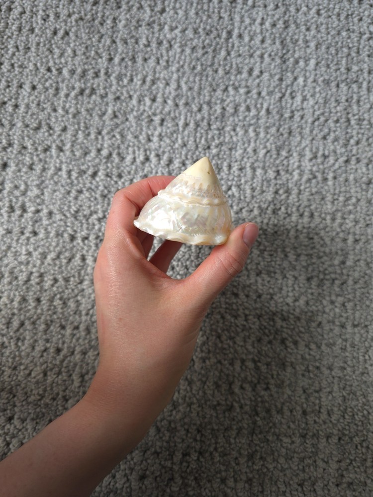 Iridescent Seashell Decorative Accent - Pearl White