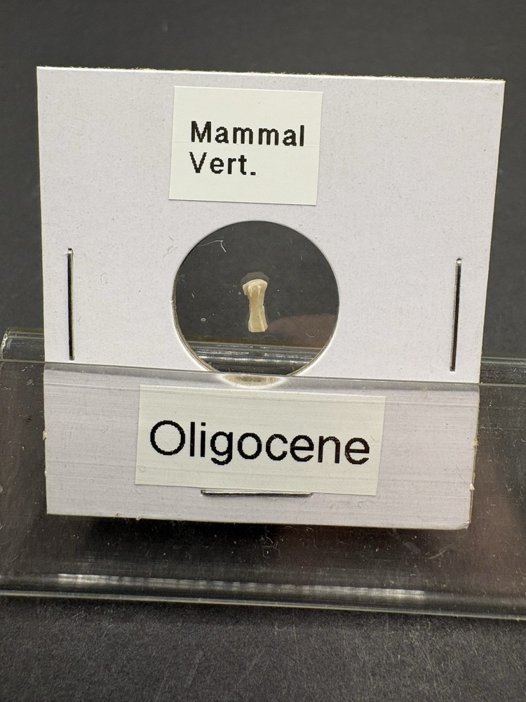 (12)- Mixed Location Micro Fossils- Miocene, Oligocene, Eocene, Cretaceous