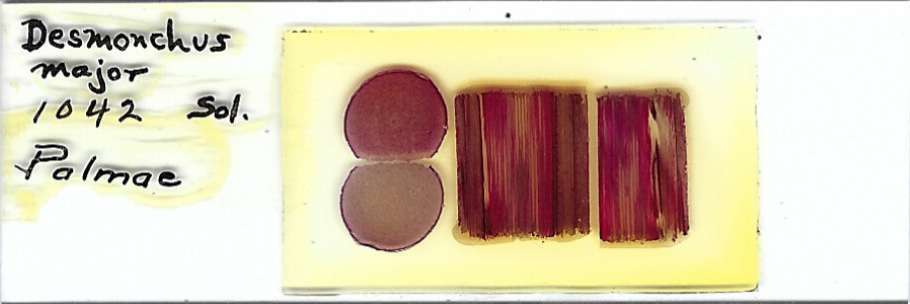 Desmonchus major Microscope Slide