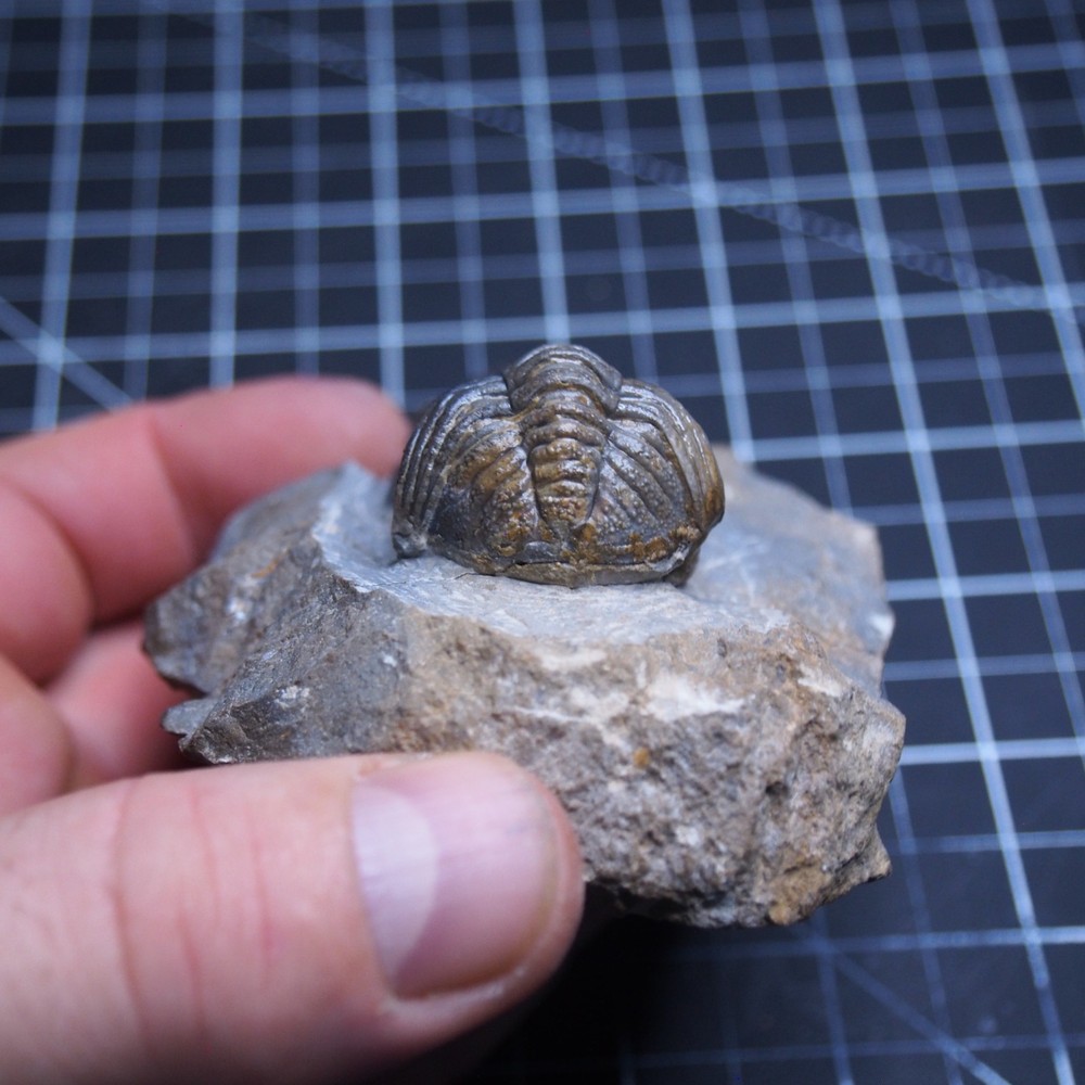 Morocops Trilobite Devonian Trilobiten Arthropods