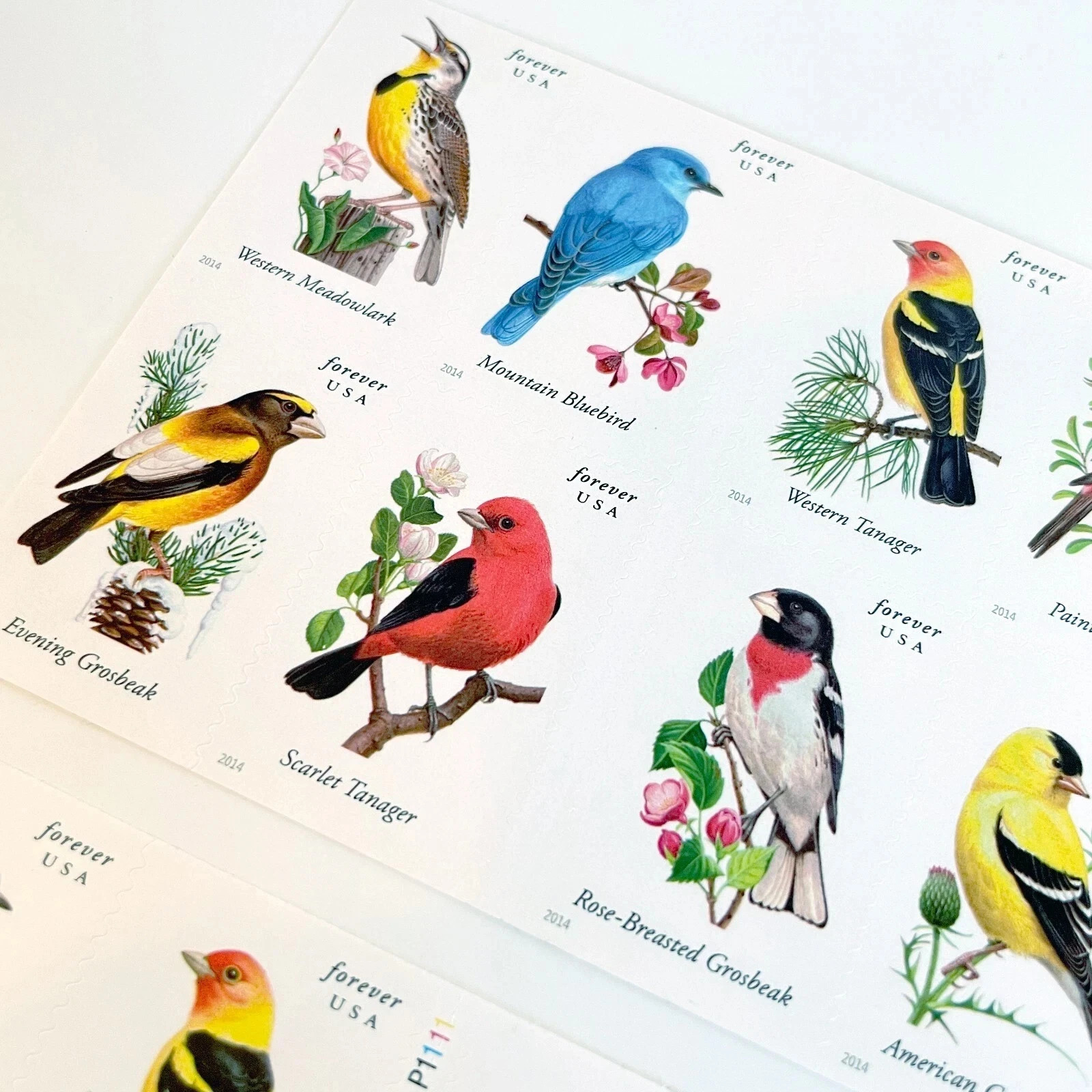 US # 4891b SONGBIRDS (2014) - Booklet Pane of 100 Forever Stamps, NEW MNH