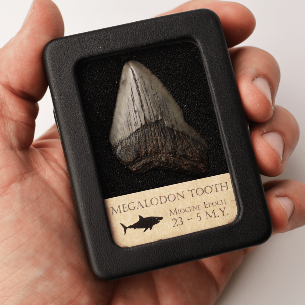 Megalodon Tooth With Display Case