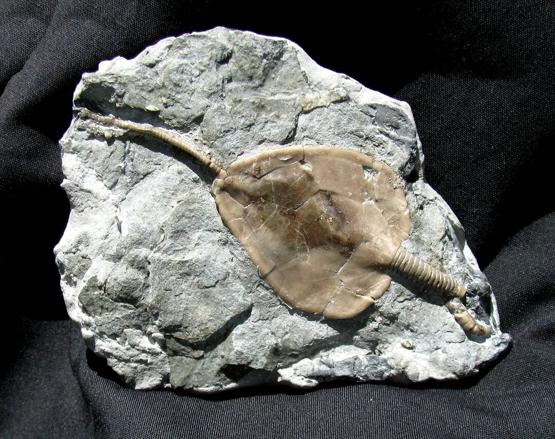 EXTINCTIONS- BEAUTIFUL LARGE AMECYSTIS CYSTOID FROM ONTARIO CANADA- TOP QUALITY!