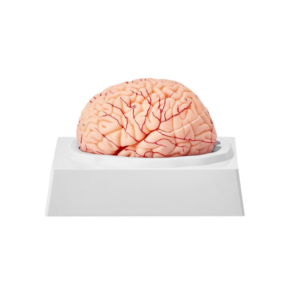 9-Part 1:1 Human Brain Teaching Model, PVC, Labeled & Display Ready