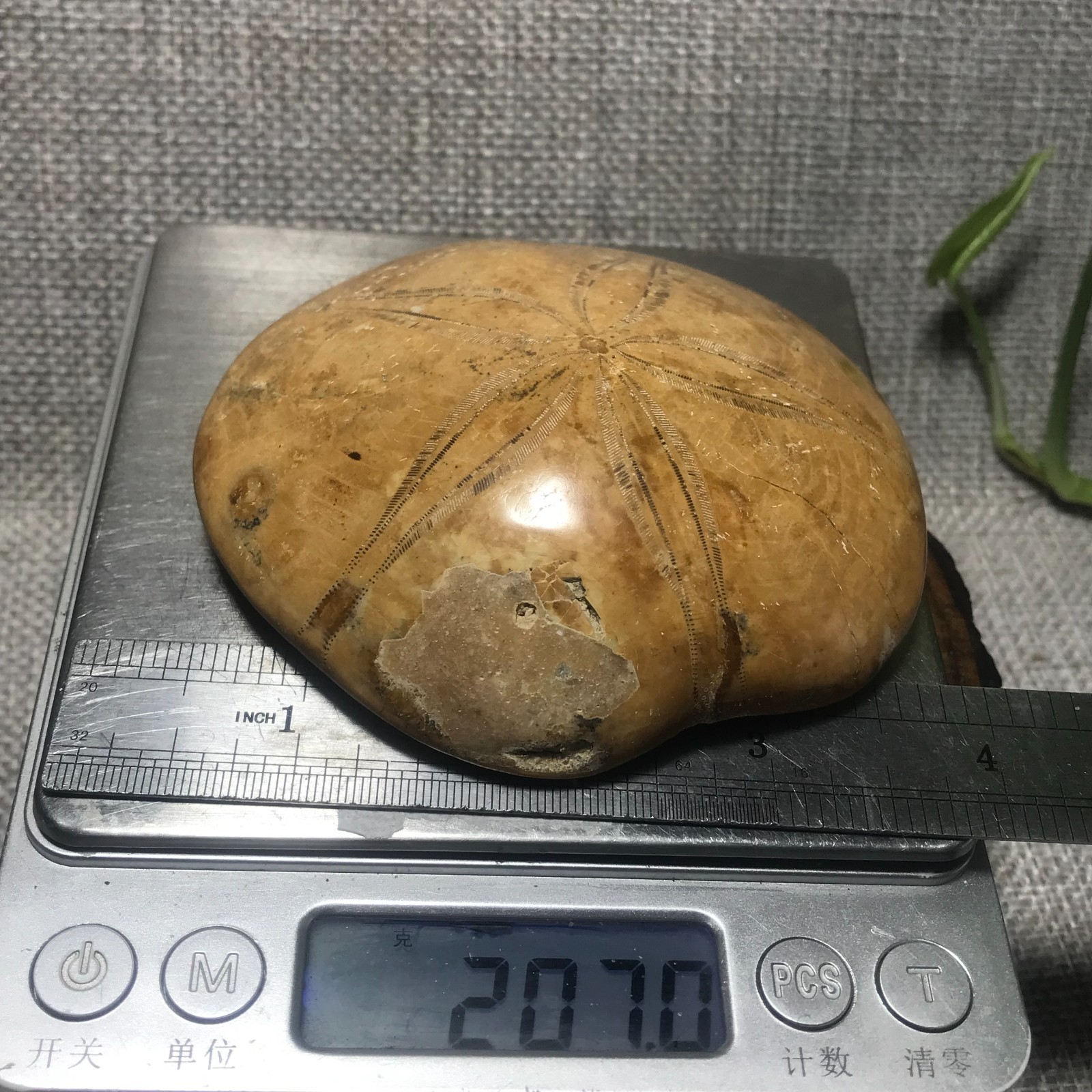 207g Starfish Crystal Specimen 16