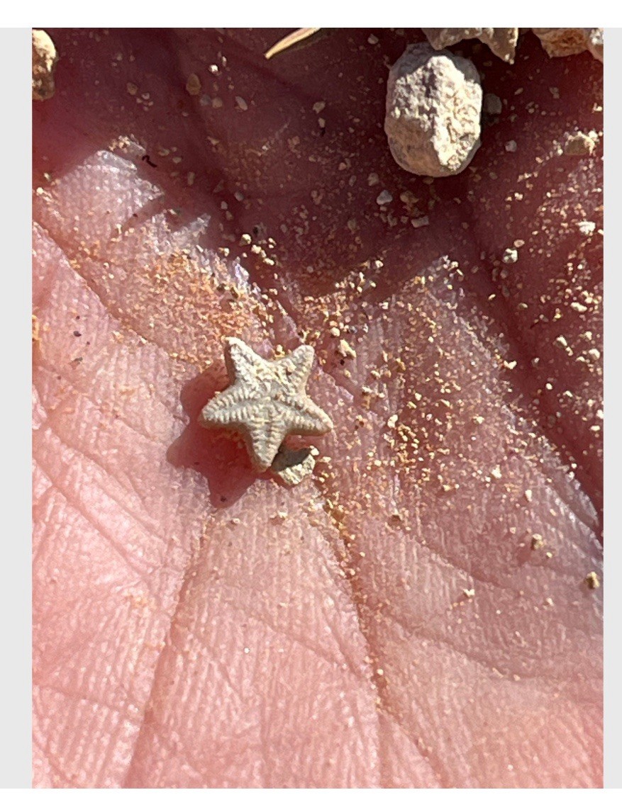 Utah Fossil Star Crinoid Stems Pentacrinus Jurassic Age Echinoderm