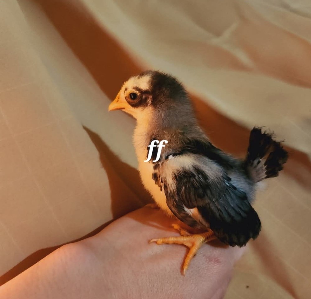 12Serama Hatching Eggs