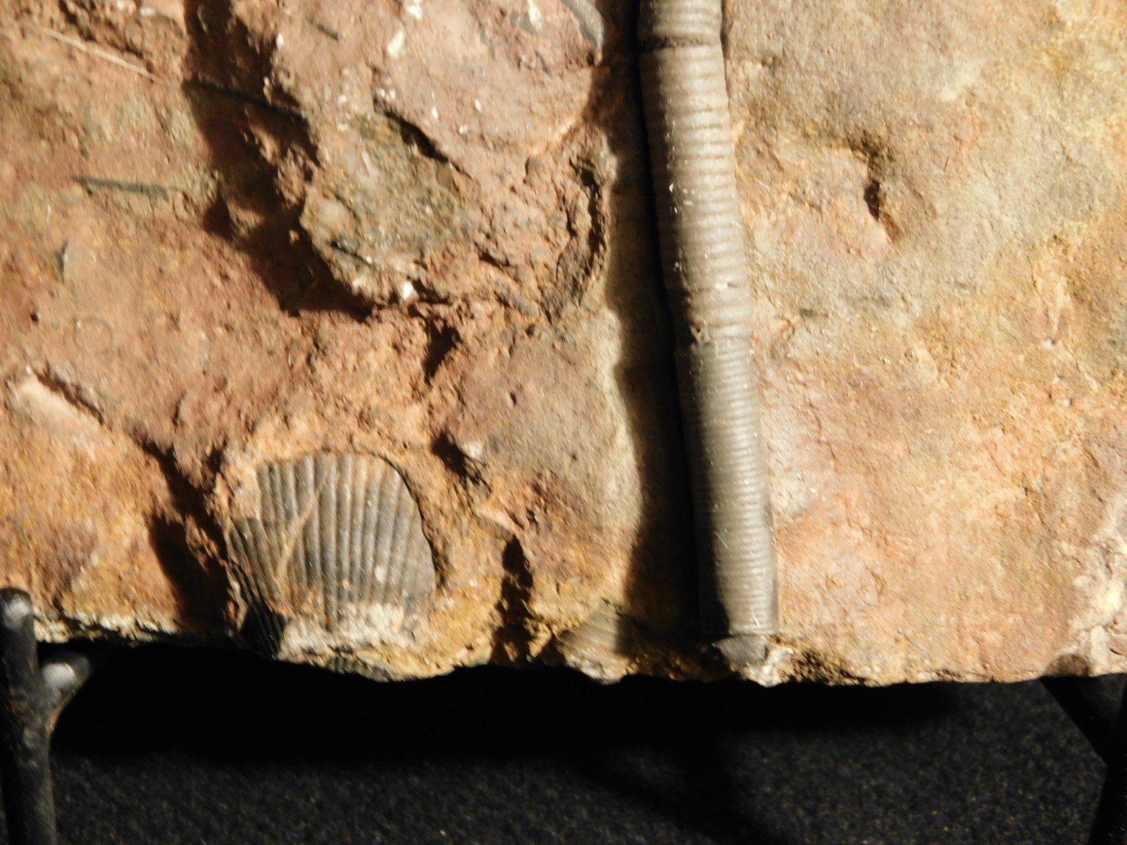 Big! 430 Million Year Old! CRINOID Fossil or Sea LILY Fossil Morocco 1686gr