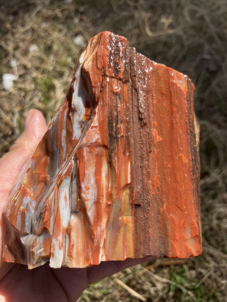 Arizona Petrified Wood