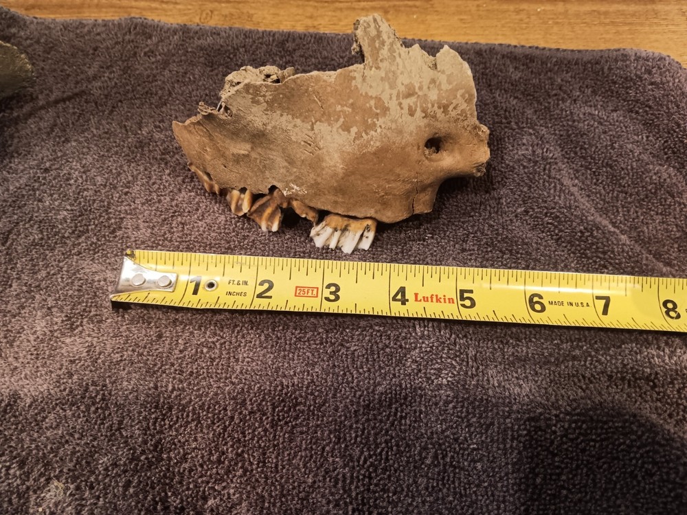 Bison upper jaw skull piece with teeth